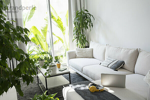 Moderne Wohnzimmerpflanzen und Möbel
