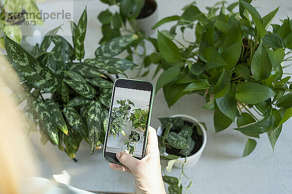 Hand einer Frau  die Pflanzen per Smartphone fotografiert