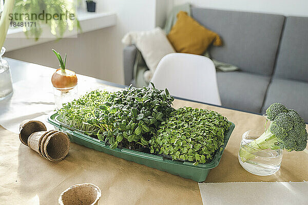 Fresh microgreens and broccoli on table at home