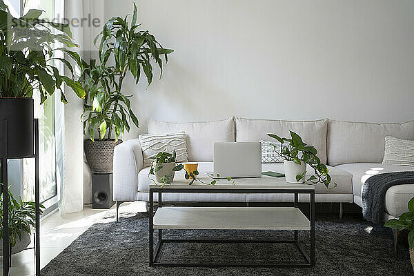 Modernes Wohnzimmer mit Möbeln und Topfpflanzen
