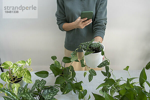 Frau fotografiert zu Hause Topfpflanze per Smartphone