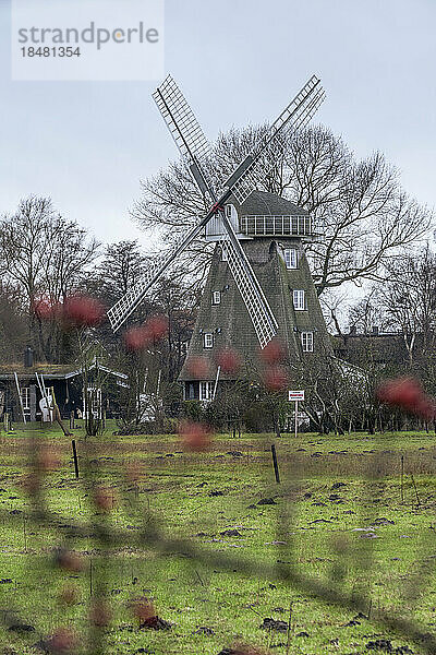 Deutschland  Mecklenburg-Vorpommern  Ahrenshoop  Traditionelle Windmühle im Herbst