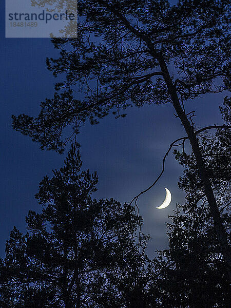 Silhouetten von Bäumen in der Nacht mit leuchtendem Halbmond im Hintergrund