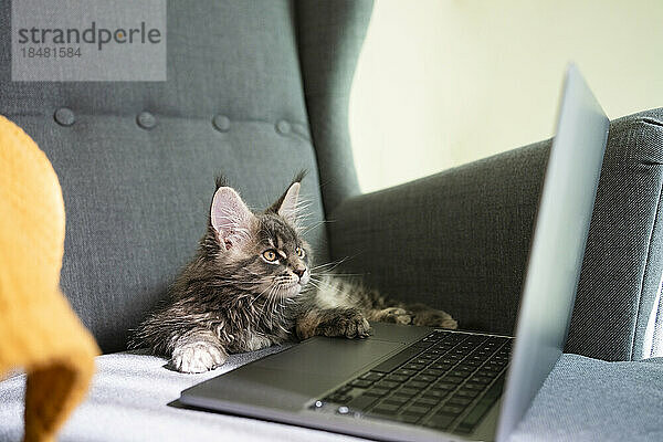 Katze beobachtet Laptop im Sessel zu Hause