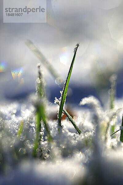 Makrofotografie von Grashalmen im Winter