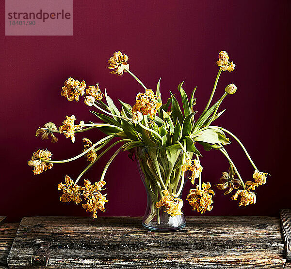 Vase of withered tulips on wooden plank against maroon background