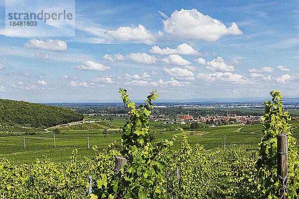 Frankreich  Grand Est  Turckheim  Sommerweinberge mit Dorf im Hintergrund