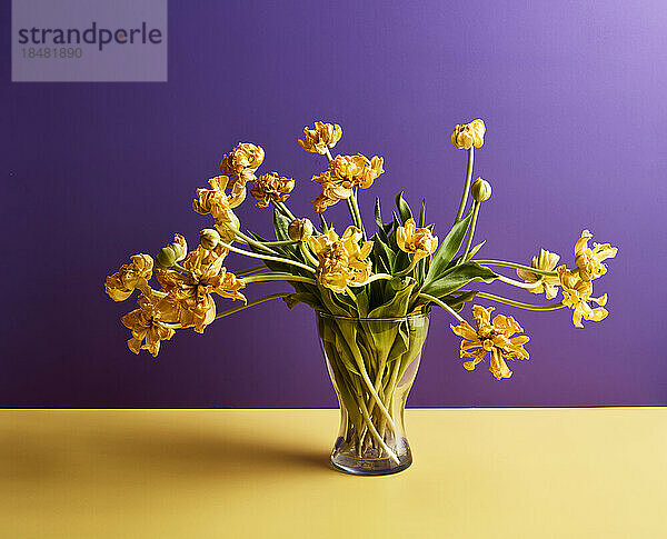 Vase of yellow tulips on table against purple background