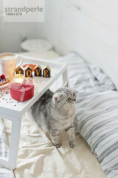Frühstückstablett mit Katze auf dem Bett
