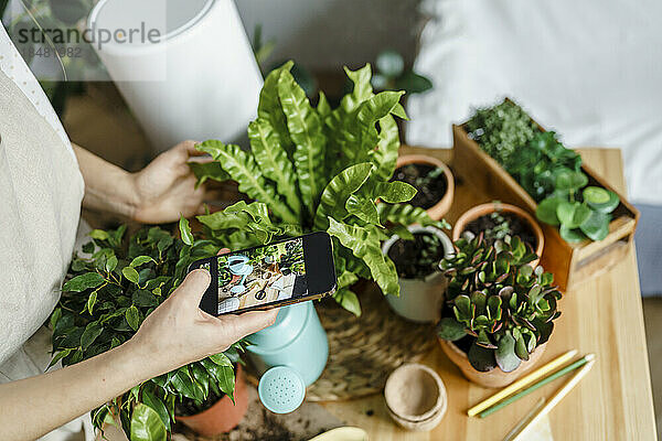 Frau fotografiert Pflanzen zu Hause