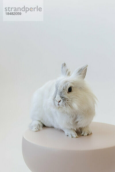 Kaninchen auf dem Tisch vor weißem Hintergrund