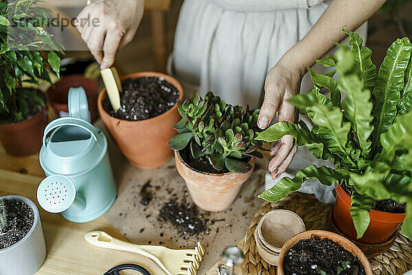 Frau benutzt Gartenkelle und pflanzt zu Hause in einen Topf