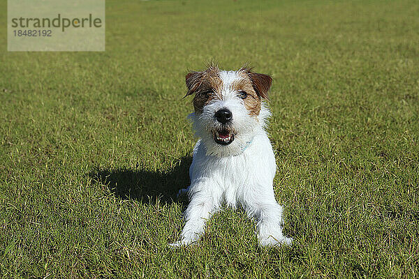 Junger Jack Russell Terrier auf Gras an einem sonnigen Tag