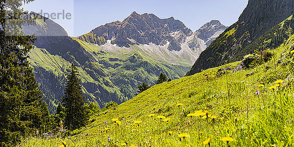 Deutschland  Bayern  malerische Wiese in den Allgäuer Alpen