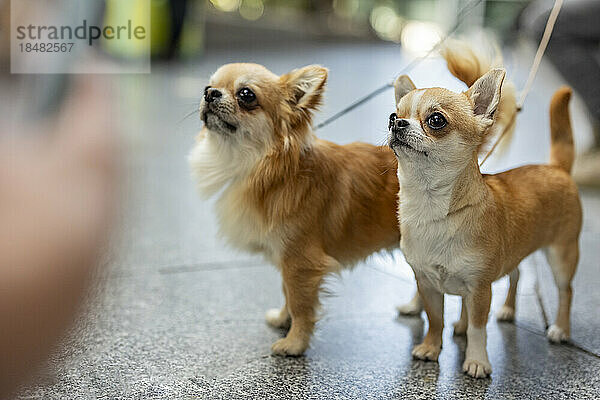 Chihuahua-Hunde stehen auf Fußweg