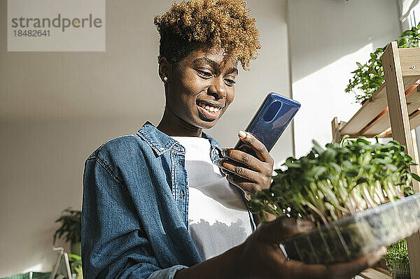 Lächelnde junge Frau fotografiert Sonnenblumen-Mikrogrün auf dem Smartphone