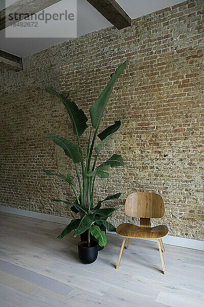 Leerer Stuhl und Pflanze in der Nähe einer Ziegelmauer