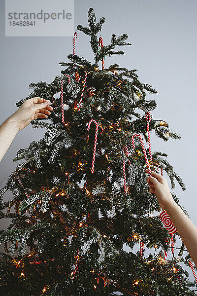Hände von Mädchen und Männern  die zu Hause Zuckerstangen an den Weihnachtsbaum hängen