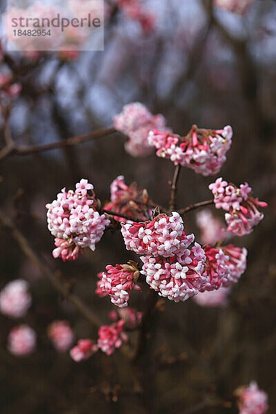 Rosa blühende Schneeballblüten (Viburnum)