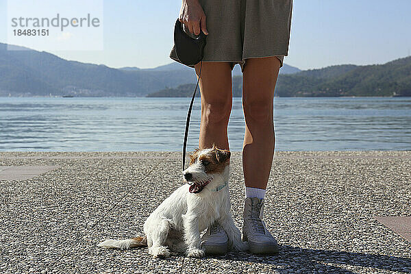 Niedlicher Hund  der an einem sonnigen Tag von einer Frau an der Promenade gesittet wird