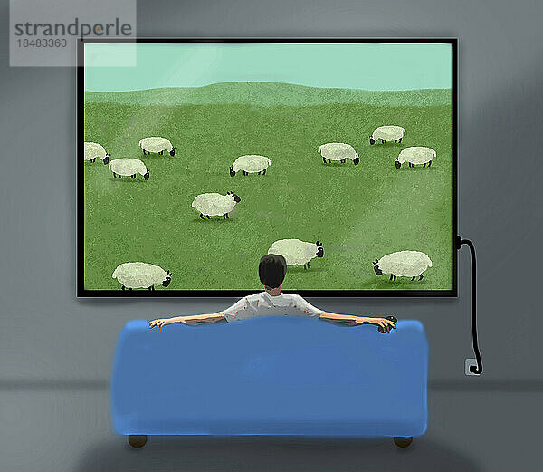 Illustration of man watching TV program depicting flock of grazing sheep