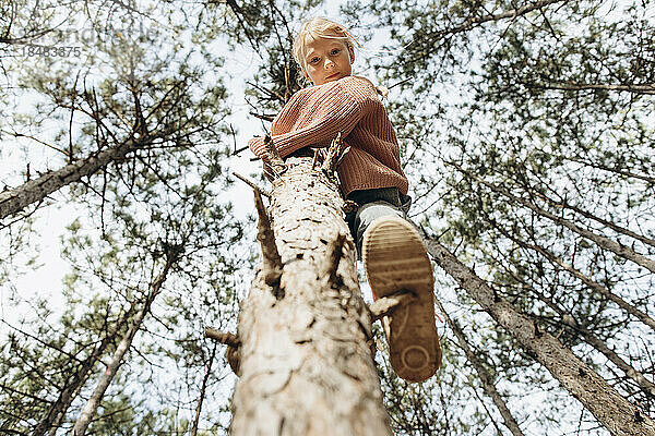 Mädchen klettert auf Kiefer im Wald