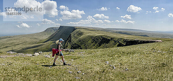 Frau wandert an einem sonnigen Tag in den Bergen  Brecon Beacons  Wales