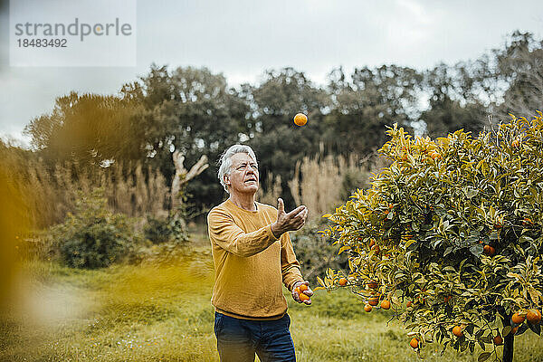 Älterer Mann jongliert Orangen im Hinterhof