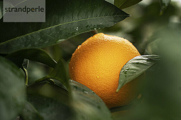 Frische orangefarbene Früchte am Baum im Obstgarten
