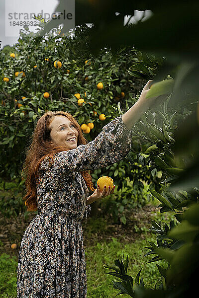 Glückliche Frau erntet Orangen von Bäumen