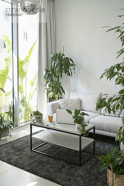 Modernes Wohnzimmer mit Topfpflanzen und Möbeln