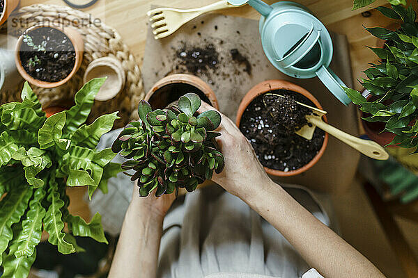 Woman repotting green plant in pot at home