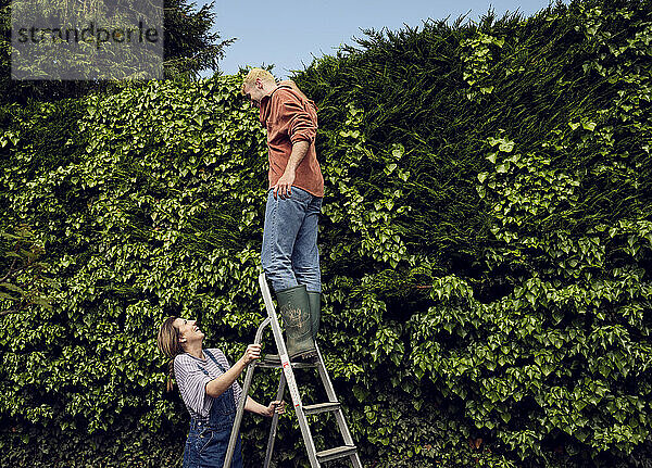 Glückliche Frau spricht mit ihrem Freund  der auf einer Leiter in der Nähe einer Hecke steht