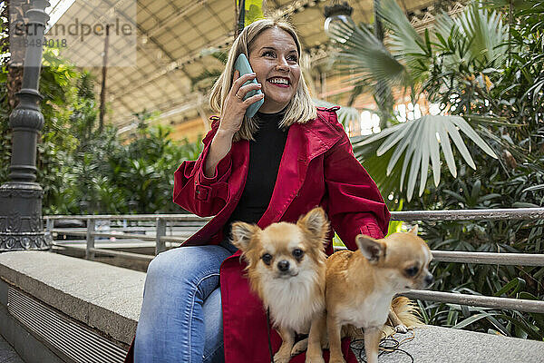 Lächelnde reife Frau telefoniert und sitzt mit Chihuahua-Hunden an der Wand