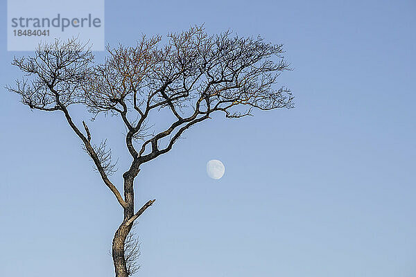 Bare tree with moon in background