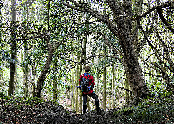 Wanderer mit Rucksack steht inmitten von Bäumen im Wald