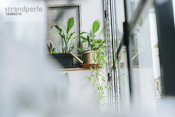 Topfpflanzen auf Regal neben Glastür