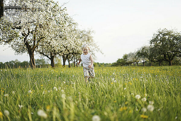 Blonder Junge läuft auf Feld vor Apfelbäumen