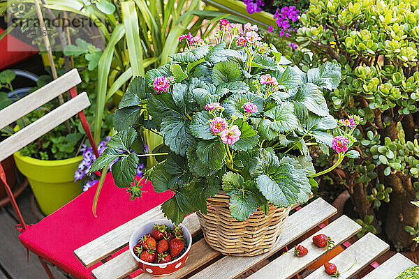 Strawberries and potted flowers on balcony table