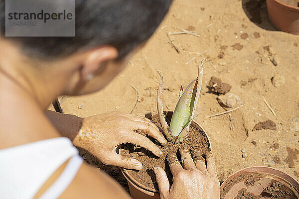 Frau pflanzt Aloe Vera in einen Topf