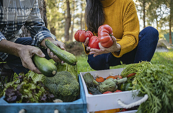 Mann und Frau nehmen Gemüse aus Kiste