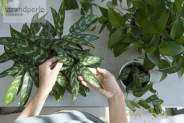 Hands of woman touching leaves taking care of plants