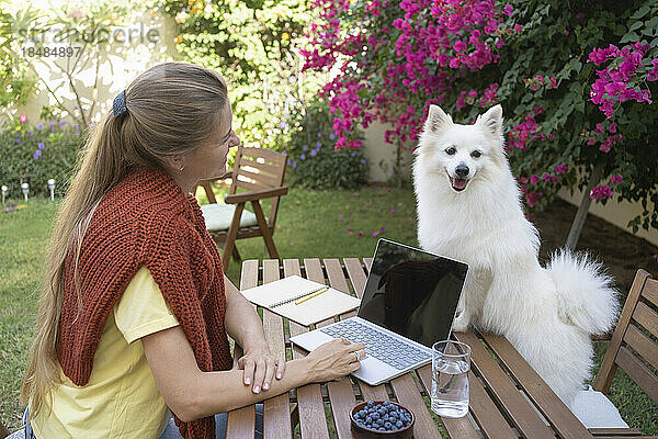 Geschäftsfrau schaut mit Laptop auf Hund auf Tisch im Hinterhof
