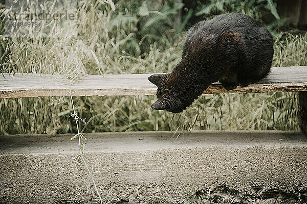 Hauskatze schaut unter Holzbrett