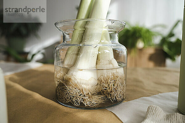 Gemüsewurzeln zu Hause im Glas eingeweicht