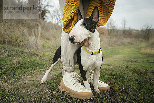 Bullterrier-Hund inmitten der Beine einer Frau