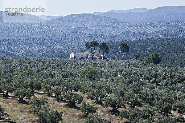 Olivenhain (Olea europaea)  Andalusien  Spanien  Europa