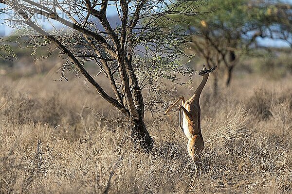 Gerenuk (Litocranius walleri) Antilope frisst auf den Hintereibeinen an einer Akazie  Samburu National Reserve  Kenia  Afrika