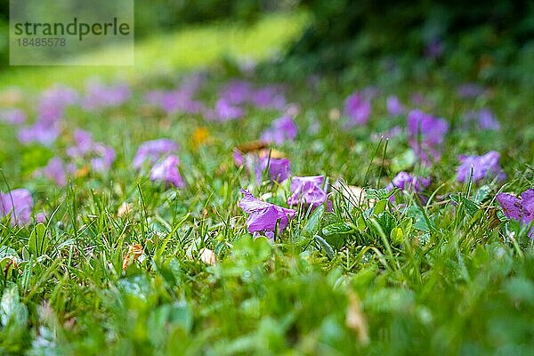 Frühlingsblumen auf Wiese  Bad Wildbad  Kurpark  Schwarzwald  Deutschland  Europa