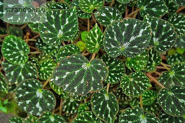 Tropische Begonia Pustulata Pflanze mit strukturierten Blättern mit weißem Punktmuster